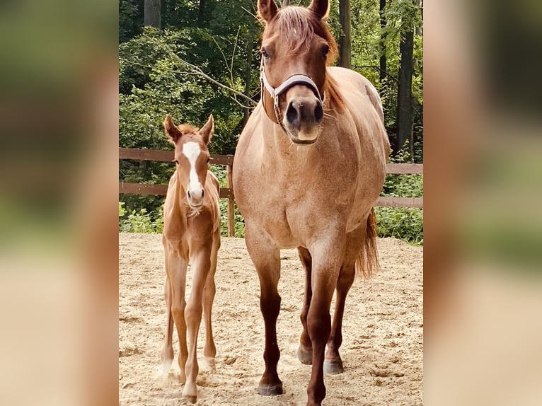 American Quarter Horse Stallion Foal (05/2026) 15.2 hh  in Steinbeck