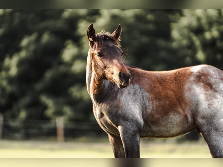 American Quarter Horse Stallion Foal (04/2024) 15,2 hh Roan-Bay in Mittenwalde