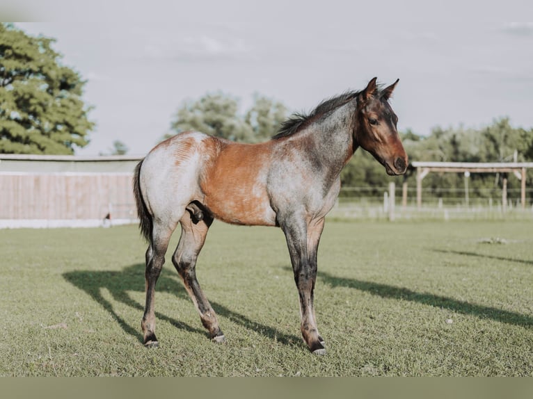 American Quarter Horse Stallion Foal (04/2024) 15,2 hh Roan-Bay in Mittenwalde