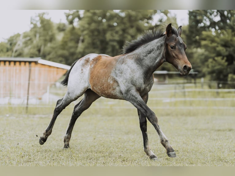 American Quarter Horse Stallion Foal (04/2024) 15,2 hh Roan-Bay in Mittenwalde