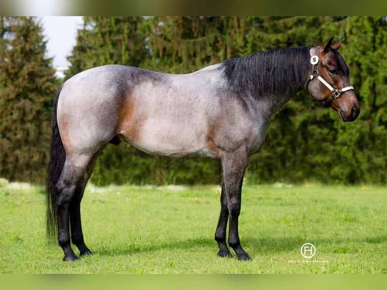 American Quarter Horse Stallion Foal (04/2024) 15,2 hh Roan-Bay in Mittenwalde