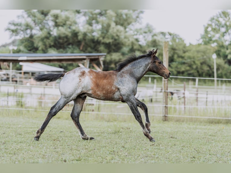 American Quarter Horse Stallion Foal (04/2024) 15,2 hh Roan-Bay in Mittenwalde