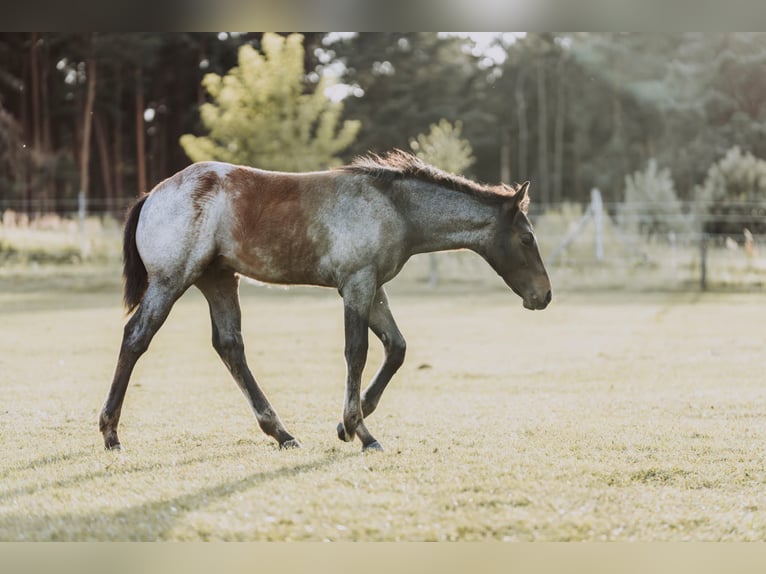 American Quarter Horse Stallion Foal (04/2024) 15,2 hh Roan-Bay in Mittenwalde