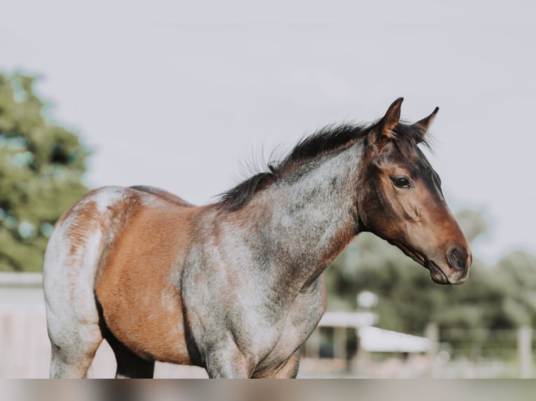 American Quarter Horse Stallion Foal (04/2024) 15,2 hh Roan-Bay in Mittenwalde