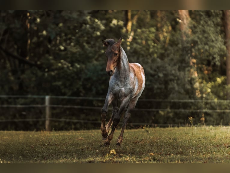 American Quarter Horse Stallion Foal (04/2024) 15,2 hh Roan-Bay in Mittenwalde