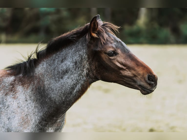 American Quarter Horse Stallion Foal (04/2024) 15,2 hh Roan-Bay in Mittenwalde