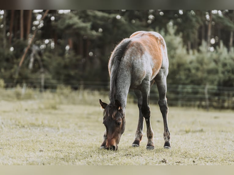 American Quarter Horse Stallion Foal (04/2024) 15,2 hh Roan-Bay in Mittenwalde