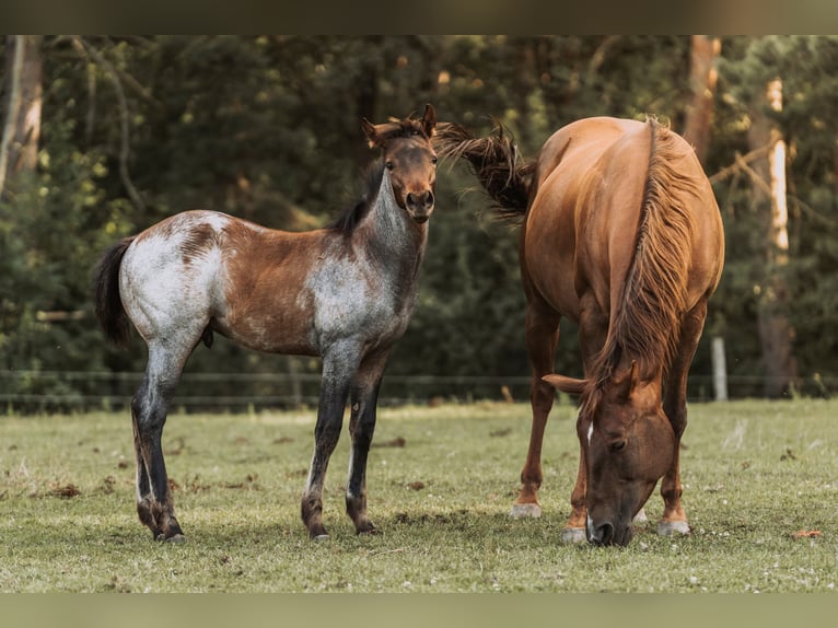 American Quarter Horse Stallion Foal (04/2024) 15,2 hh Roan-Bay in Mittenwalde