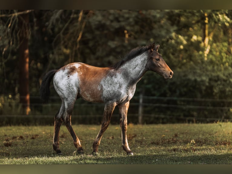 American Quarter Horse Stallion Foal (04/2024) 15,2 hh Roan-Bay in Mittenwalde