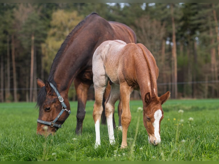 American Quarter Horse Stallion Foal (04/2026) 15.2 hh Roan-Red in Marklohe