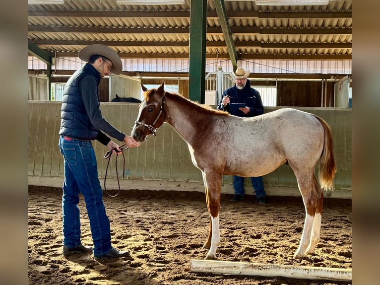 American Quarter Horse Stallion Foal (04/2026) 15.2 hh Roan-Red in Marklohe