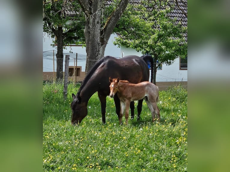 American Quarter Horse Stallion Foal (05/2024) 15,2 hh Roan-Red in Rosenfeld
