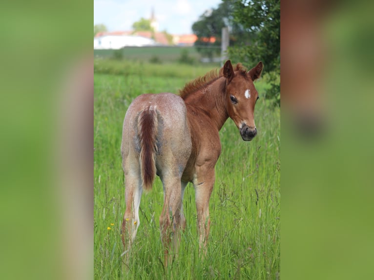 American Quarter Horse Stallion Foal (05/2024) 15,2 hh Roan-Red in Rosenfeld