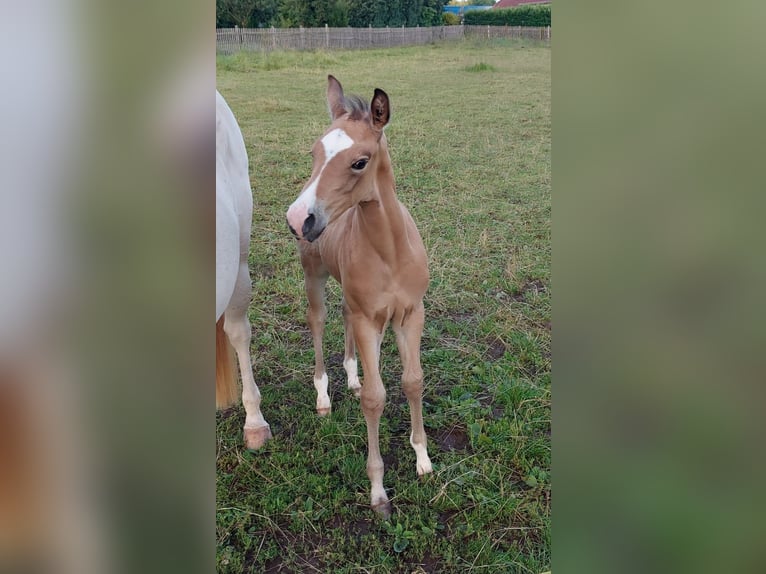 American Quarter Horse Stallion Foal (06/2024) 15 hh Brown-Light in TannTann