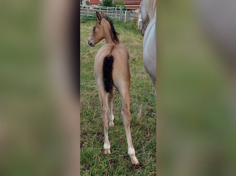 American Quarter Horse Stallion Foal (06/2024) 15 hh Brown-Light in TannTann