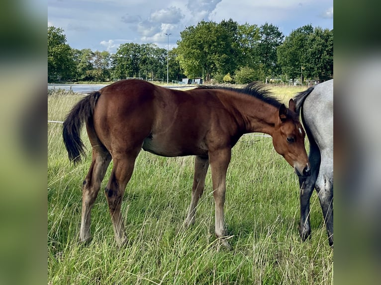 American Quarter Horse Stallion Foal (06/2026) 15 hh Brown in Bad Zwischenahn