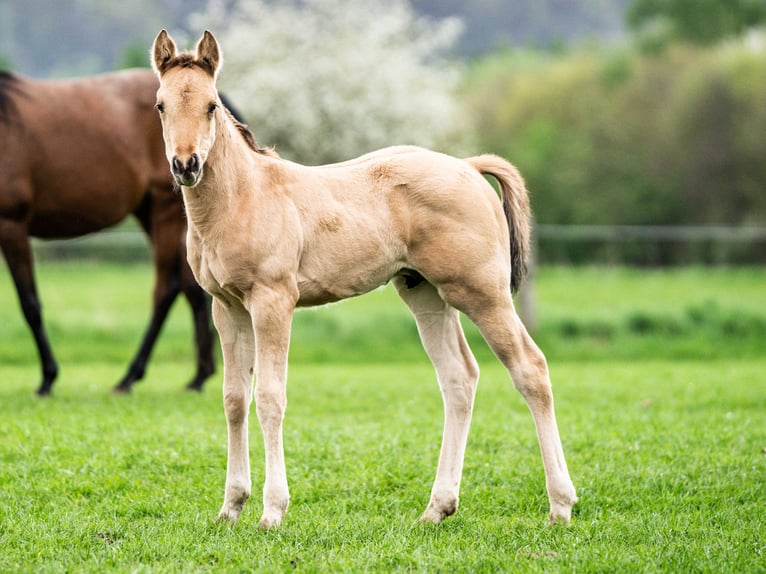 American Quarter Horse Stallion Foal (02/2024) 15 hh Buckskin in Herzberg am Harz