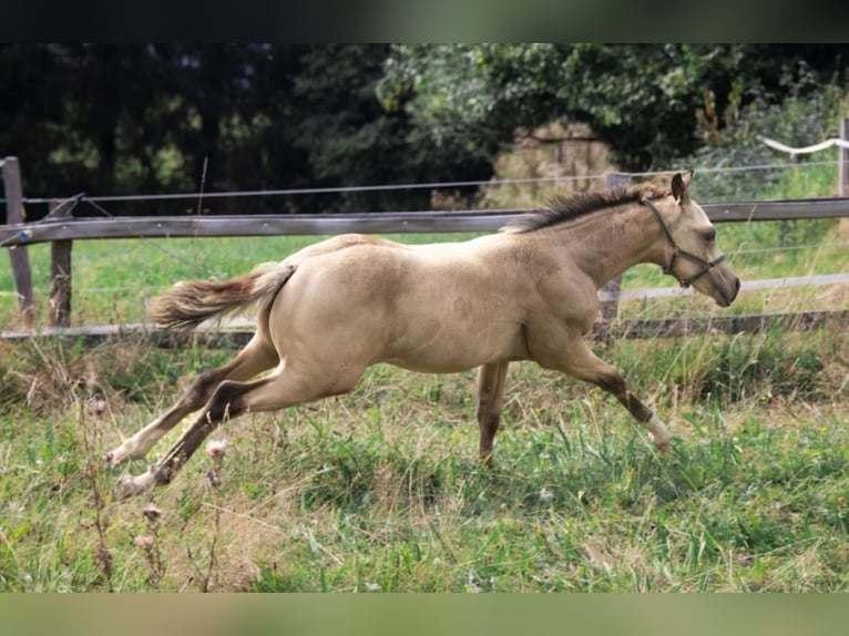 American Quarter Horse Stallion Foal (05/2024) 15 hh Buckskin in Radevormwald