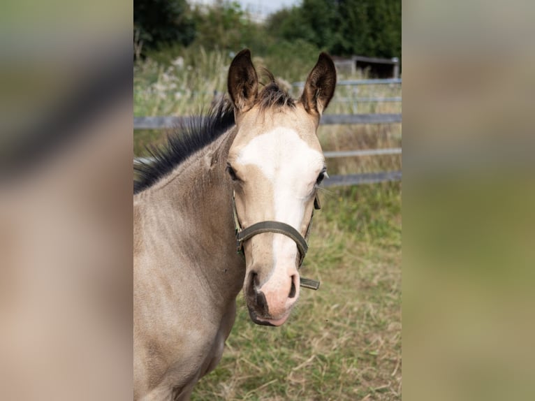 American Quarter Horse Stallion Foal (05/2024) 15 hh Buckskin in Radevormwald