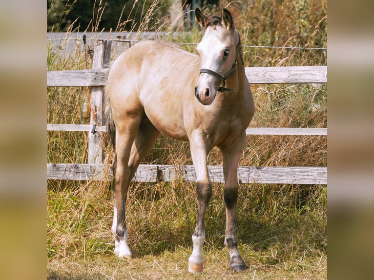 American Quarter Horse Stallion Foal (05/2024) 15 hh Buckskin in Radevormwald