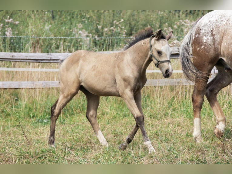 American Quarter Horse Stallion Foal (05/2024) 15 hh Buckskin in Radevormwald