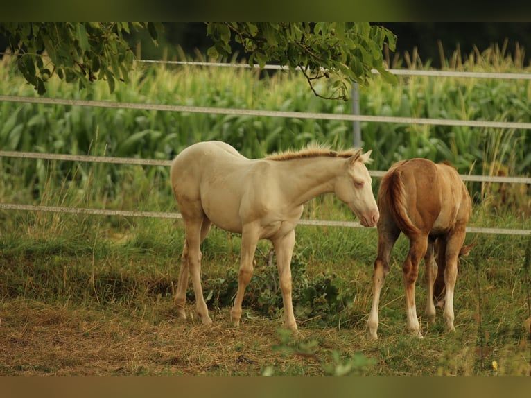 American Quarter Horse Stallion Foal (03/2025) 15 hh Champagne in Waldshut-Tiengen
