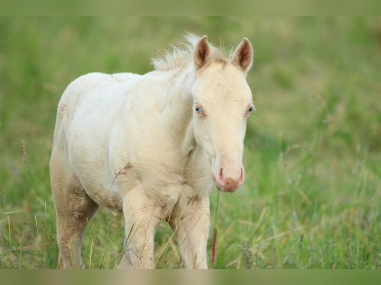 American Quarter Horse Stallion Foal (03/2025) 15 hh Champagne in Waldshut-Tiengen