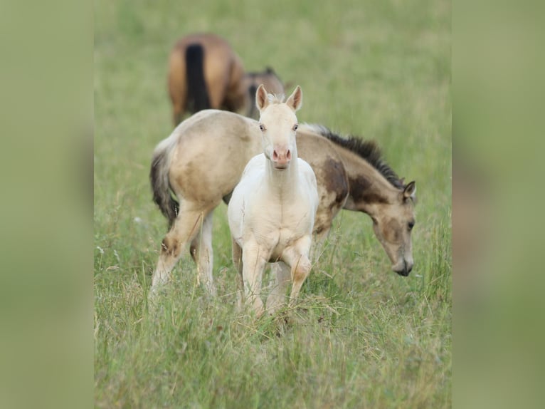 American Quarter Horse Stallion Foal (03/2025) 15 hh Champagne in Waldshut-Tiengen