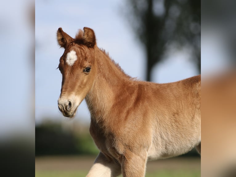 American Quarter Horse Stallion Foal (04/2024) 15 hh Chestnut-Red in Börgerende-Rethwisch
