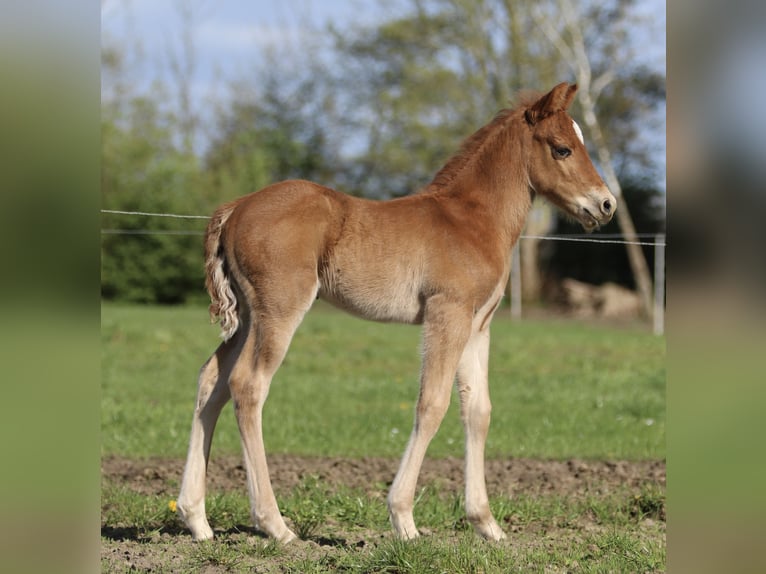 American Quarter Horse Stallion Foal (04/2024) 15 hh Chestnut-Red in Börgerende-Rethwisch