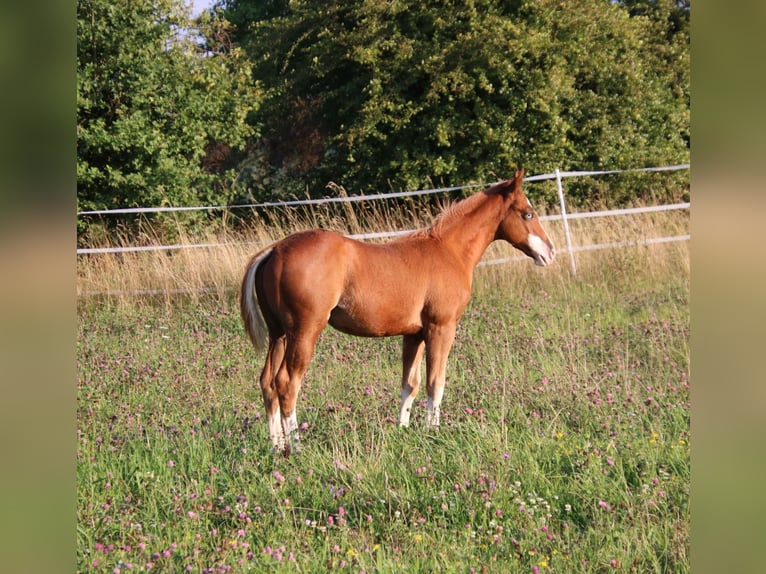 American Quarter Horse Stallion Foal (04/2025) 15 hh Chestnut-Red in Breitenbach