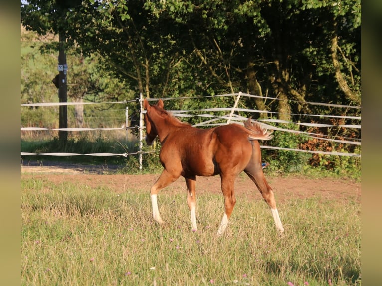 American Quarter Horse Stallion Foal (04/2025) 15 hh Chestnut-Red in Breitenbach