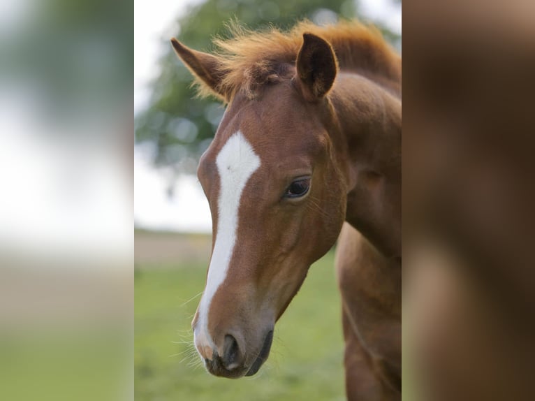 American Quarter Horse Stallion Foal (04/2025) 15 hh Chestnut-Red in Igling