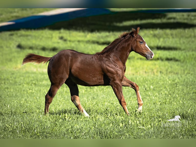 American Quarter Horse Stallion Foal (05/2025) 15 hh Chestnut in Senden