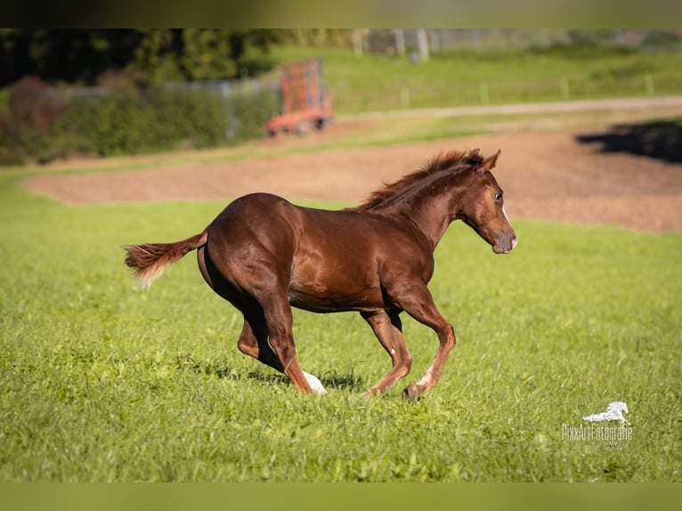 American Quarter Horse Stallion Foal (05/2025) 15 hh Chestnut in Senden