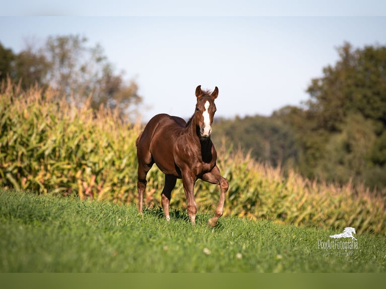 American Quarter Horse Stallion Foal (05/2025) 15 hh Chestnut in Senden