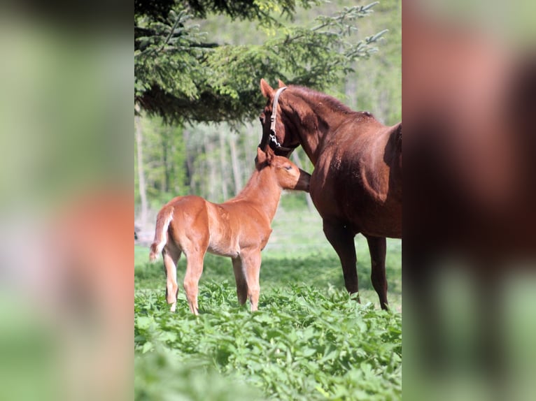 American Quarter Horse Stallion Foal (03/2025) 15 hh Chestnut in Steinebrunn American Quarter Horse Stallion Foal (03/2025) 15 hh Chestnut in Steinebrunn