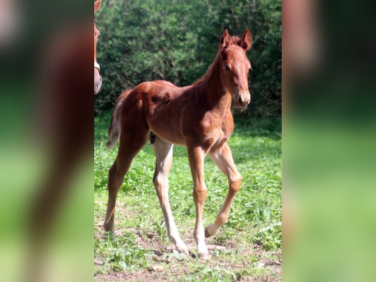 American Quarter Horse Stallion Foal (03/2025) 15 hh Chestnut in Steinebrunn