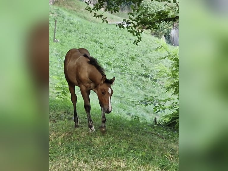 American Quarter Horse Stallion Foal (04/2024) 15 hh Dun in Ternitz