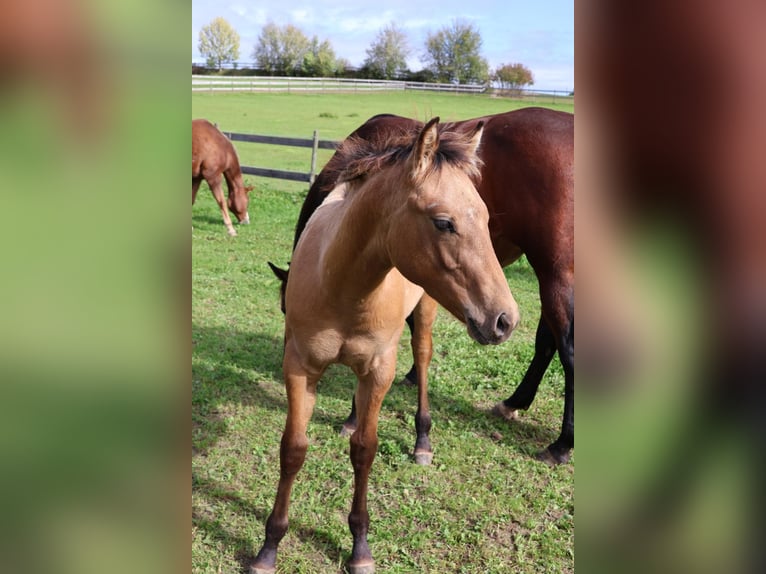 American Quarter Horse Stallion Foal (05/2025) 15 hh Dun in Fleischwangen