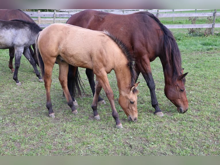 American Quarter Horse Stallion Foal (05/2025) 15 hh Dun in Fleischwangen