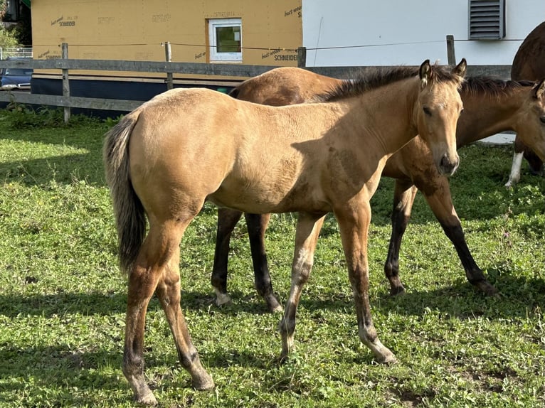 American Quarter Horse Stallion Foal (05/2025) 15 hh Dun in Fleischwangen