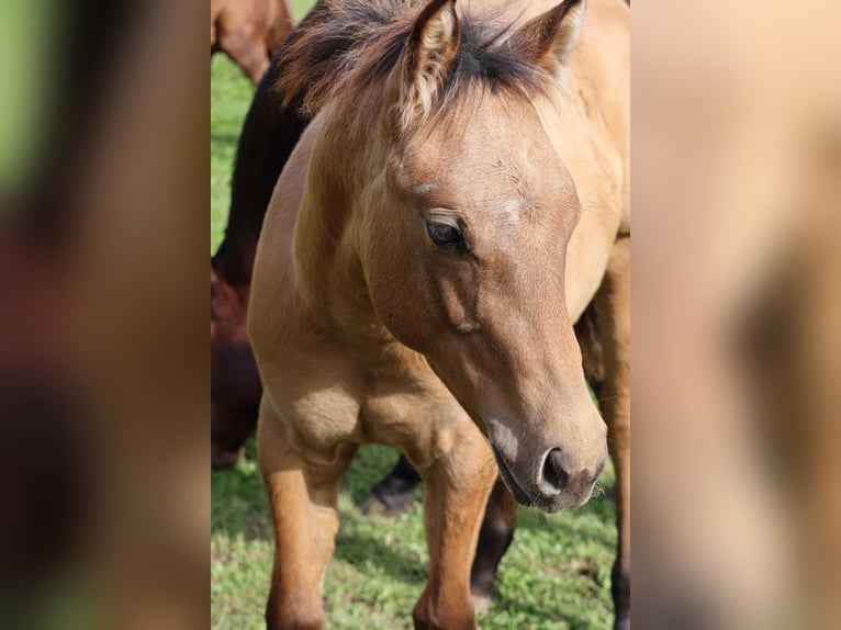 American Quarter Horse Stallion Foal (05/2025) 15 hh Dun in Fleischwangen