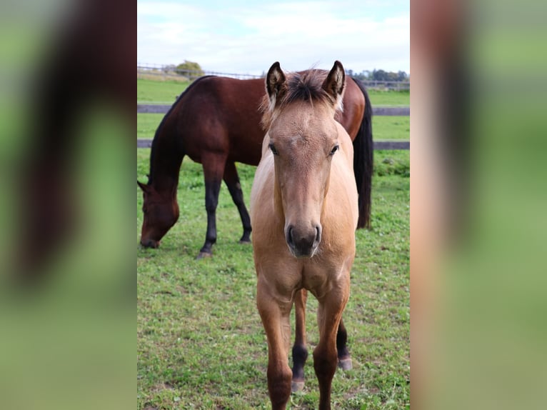 American Quarter Horse Stallion Foal (05/2025) 15 hh Dun in Fleischwangen