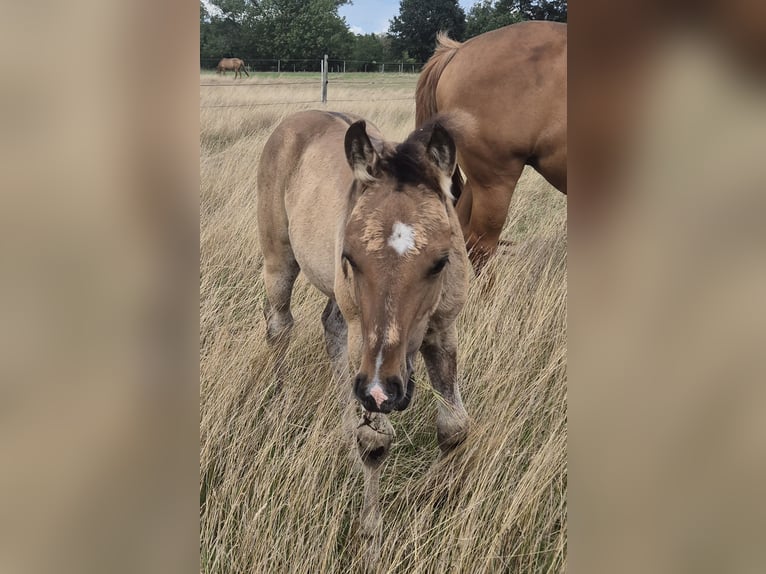 American Quarter Horse Stallion Foal (05/2025) 15 hh Dun in Neustadt am R&#xFC;benberge