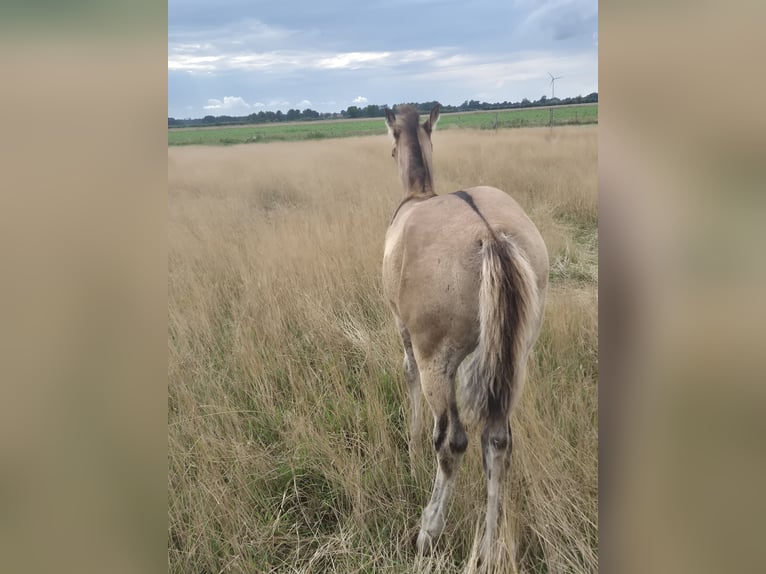 American Quarter Horse Stallion Foal (05/2025) 15 hh Dun in Neustadt am R&#xFC;benberge