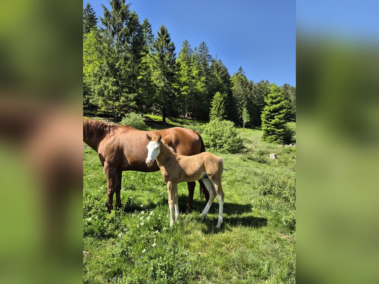 American Quarter Horse Stallion Foal (05/2026) 15 hh Palomino in Steinen