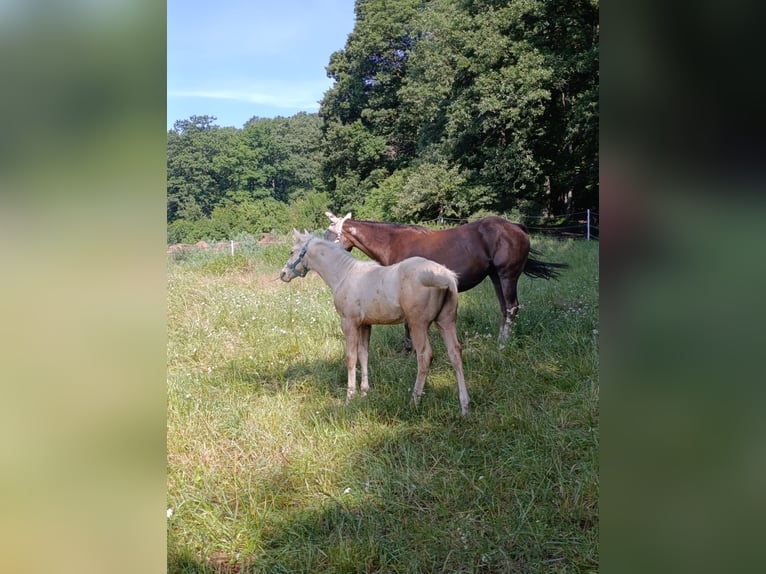 American Quarter Horse Stallion Foal (01/2026) 15 hh Palomino in Breitenfurt bei Wien