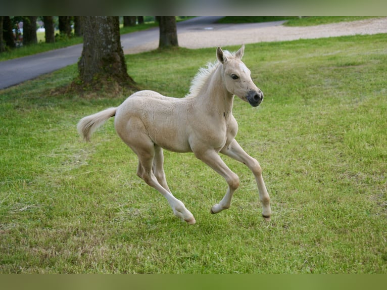 American Quarter Horse Stallion Foal (05/2026) 15 hh Palomino in Neufra