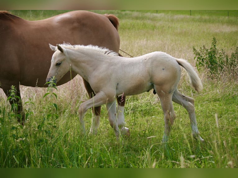 American Quarter Horse Stallion Foal (05/2026) 15 hh Palomino in Neufra